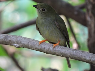 オナガセアオマイコドリ - eBird