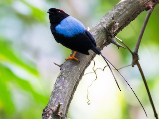 オナガセアオマイコドリ - eBird