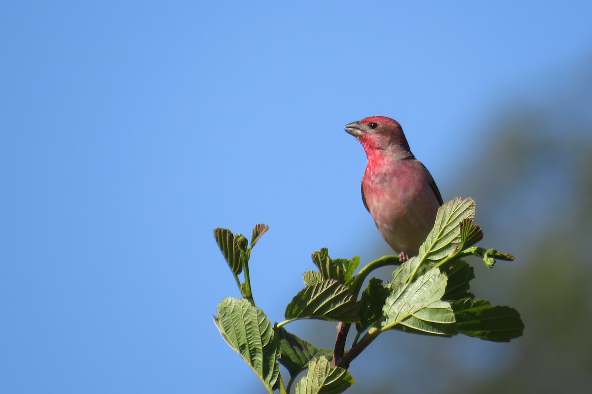 Common Rosefinch - Örjan Sjögren