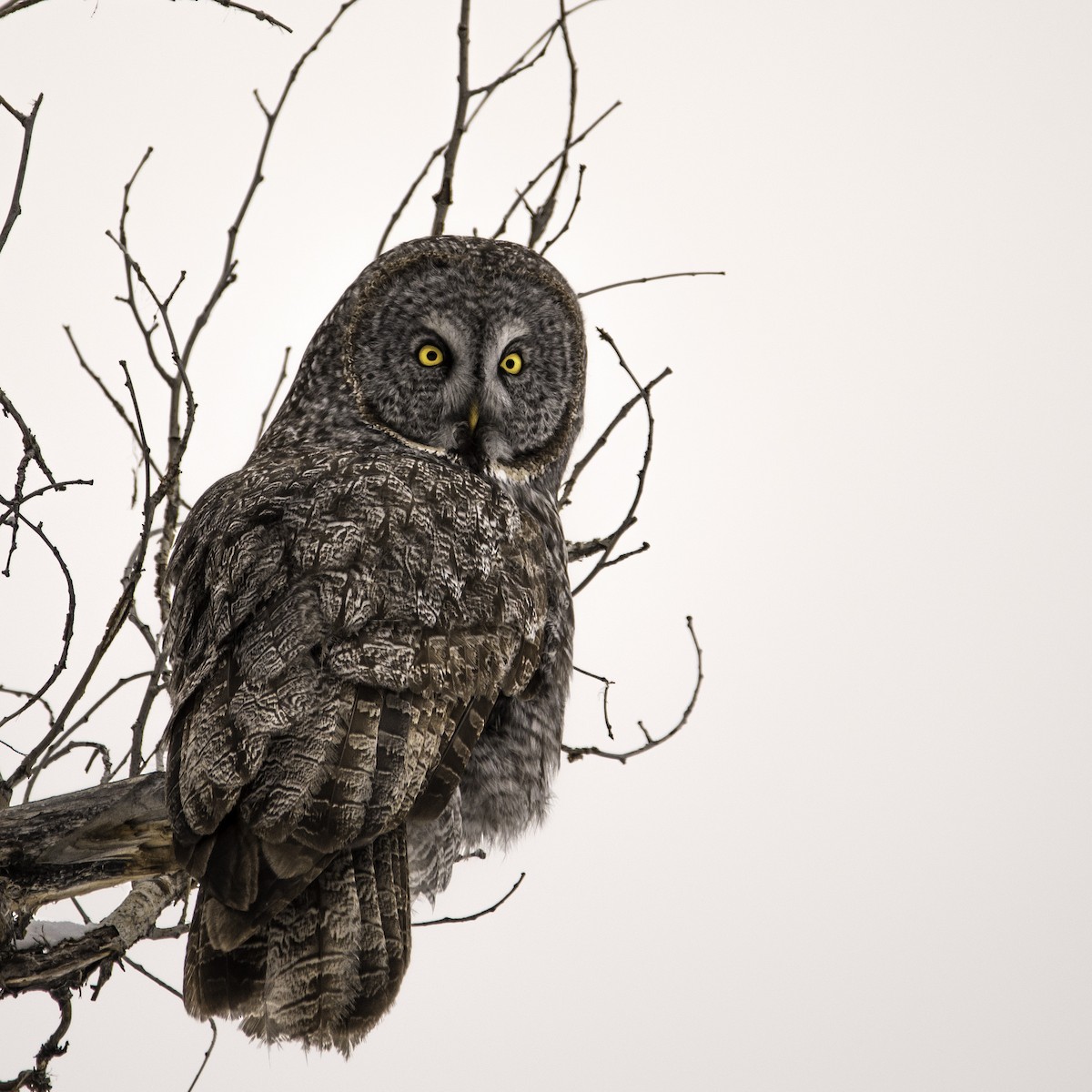 Great Gray Owl - ML24054301