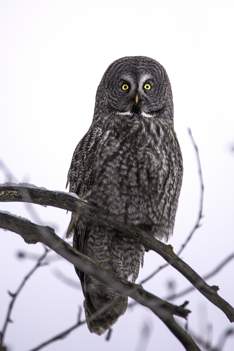 Great Gray Owl - ML24054321