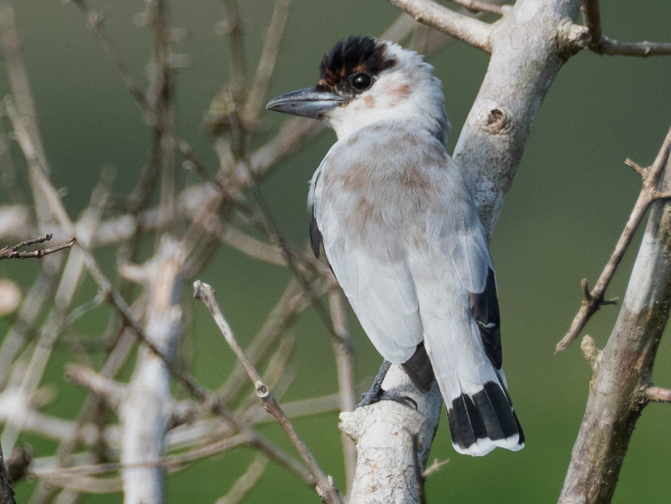 Black-crowned Tityra - eBird