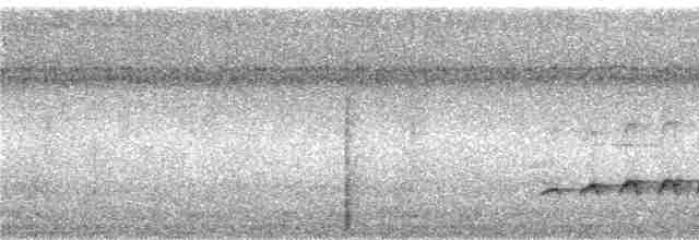 Tüpfelkronen-Ameisenvogel - ML240545