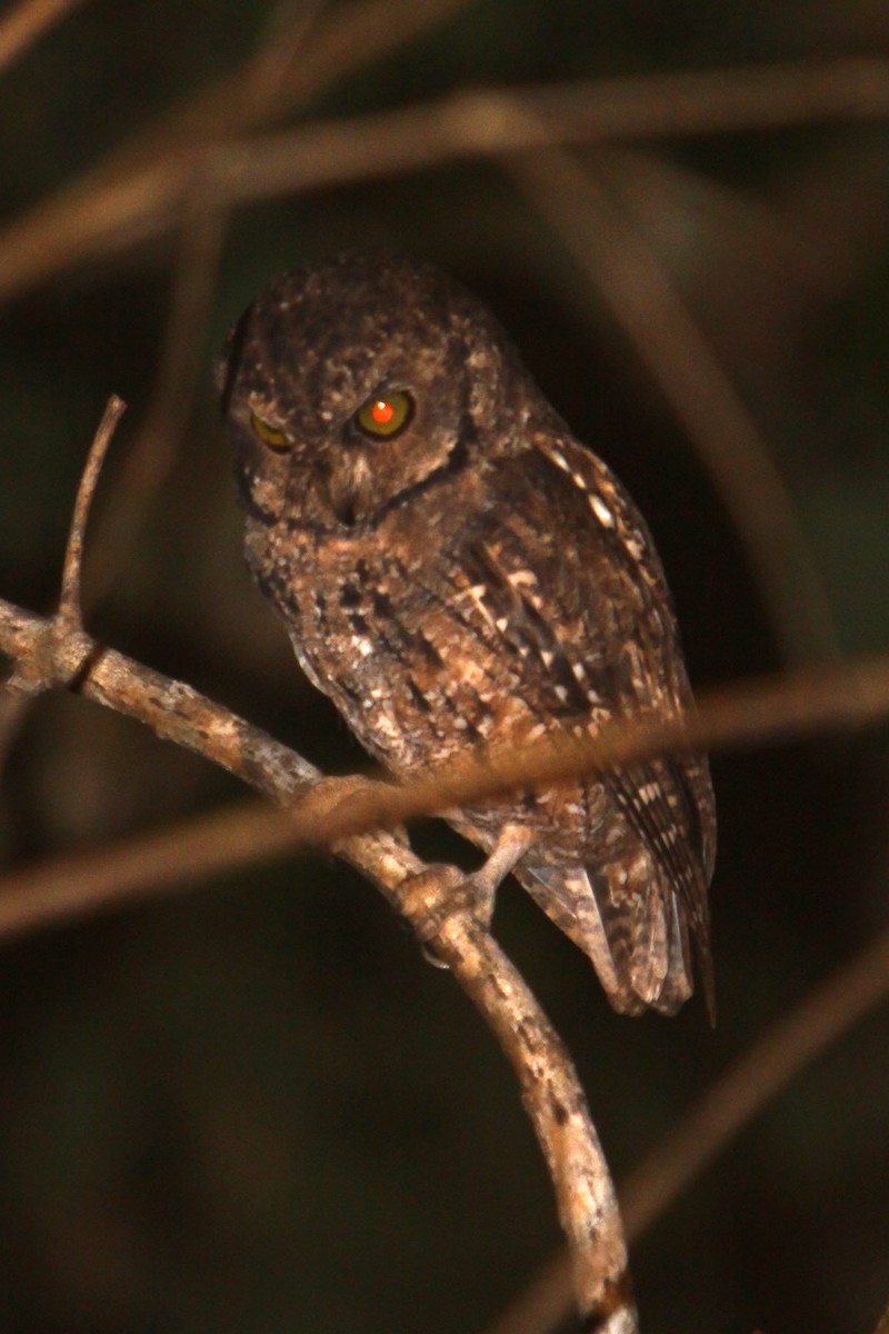 Seychelles Scops-Owl - Mike Greenfelder