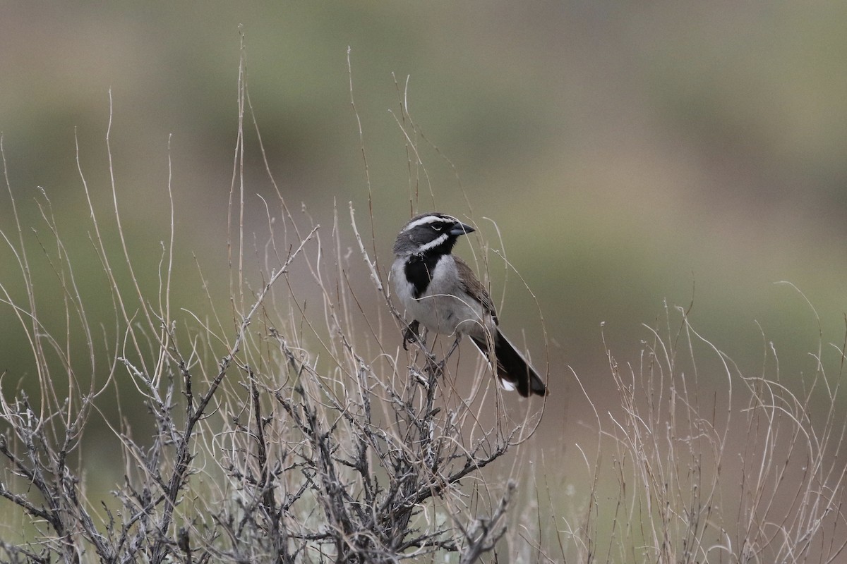 Black-throated Sparrow - ML240547621