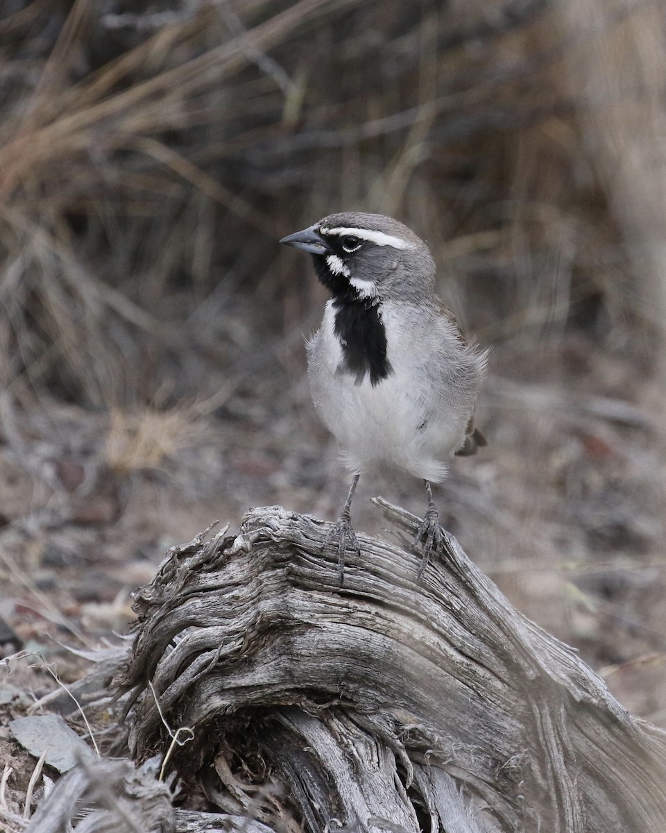 Black-throated Sparrow - ML240547631