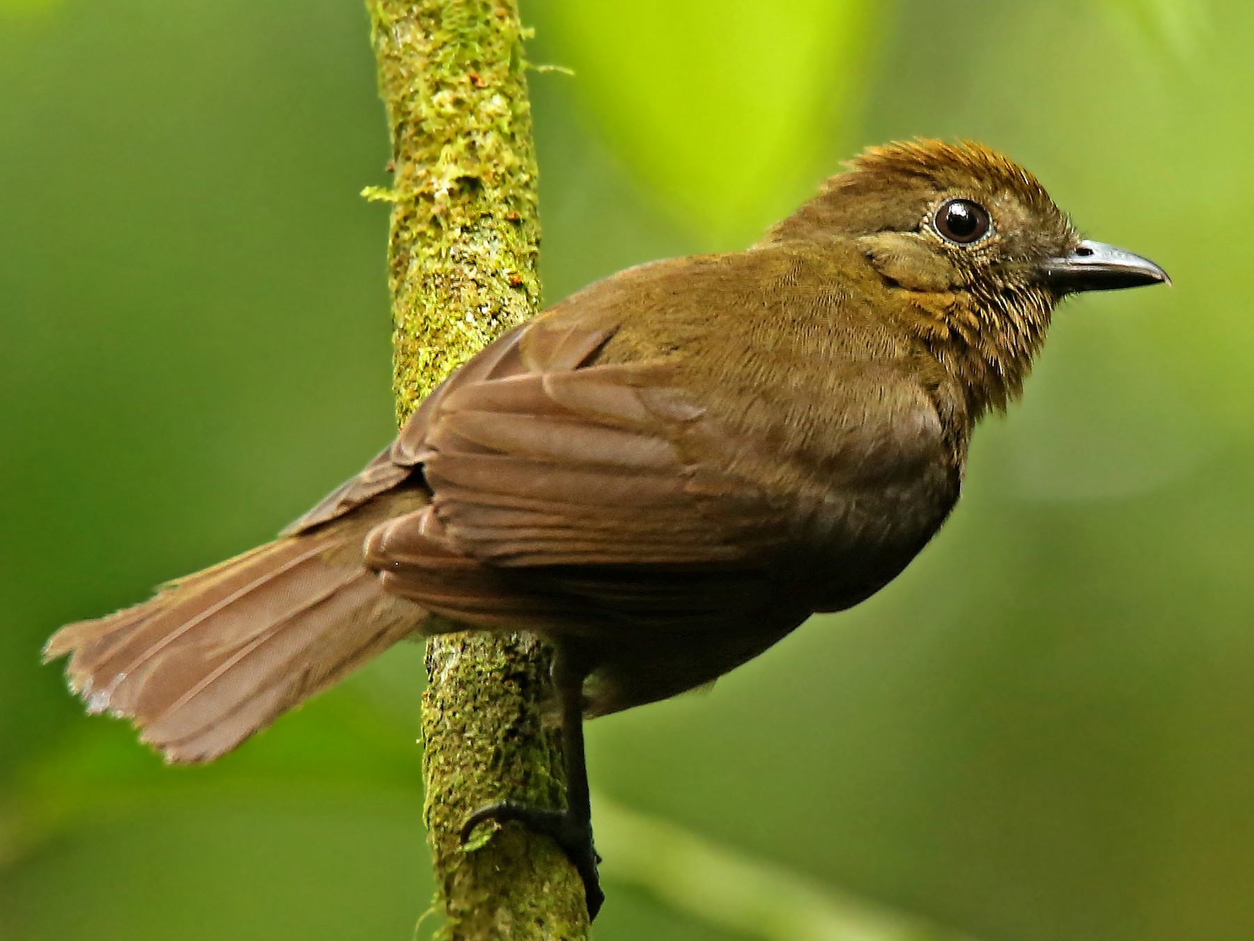 Flautin Cabezon Mesoamericano Ebird