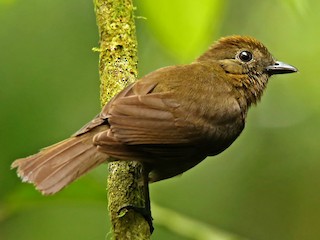 成鳥 (Ecuadorian) - Roger Ahlman - ML240548611