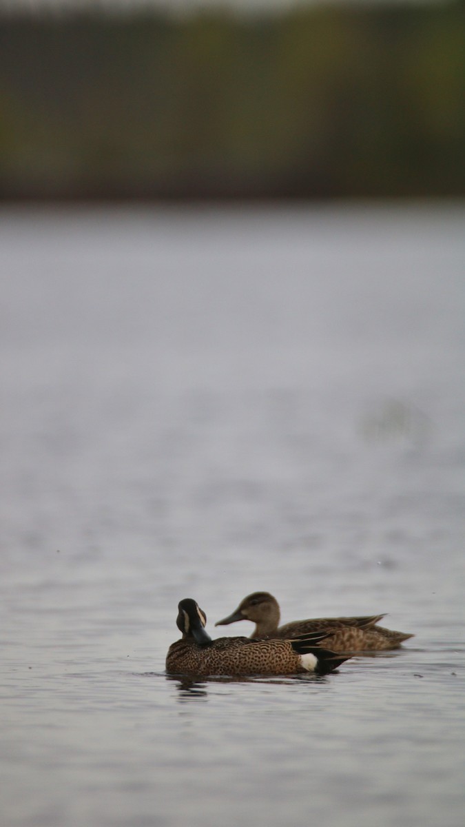 Blue-winged Teal - ML240549601