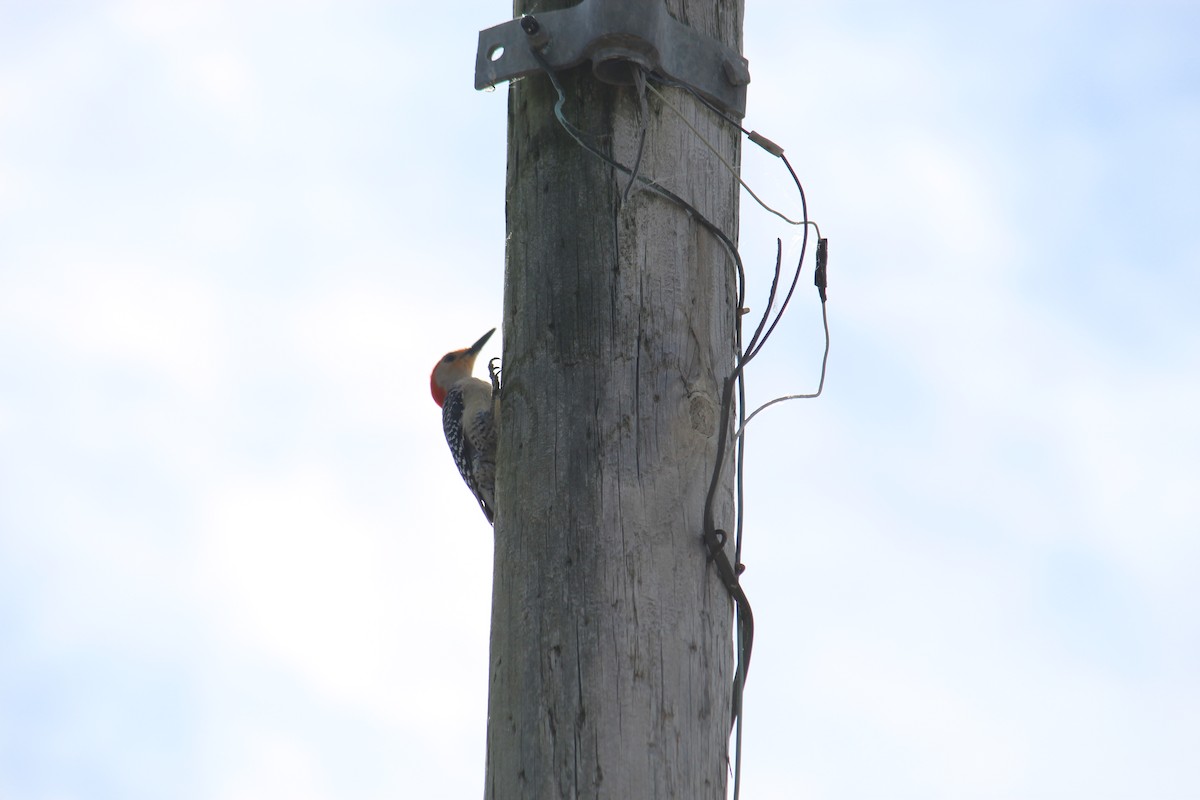 Red-bellied Woodpecker - ML240552071