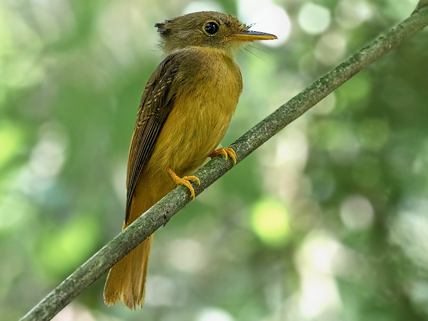 amazonian royal flycatcher