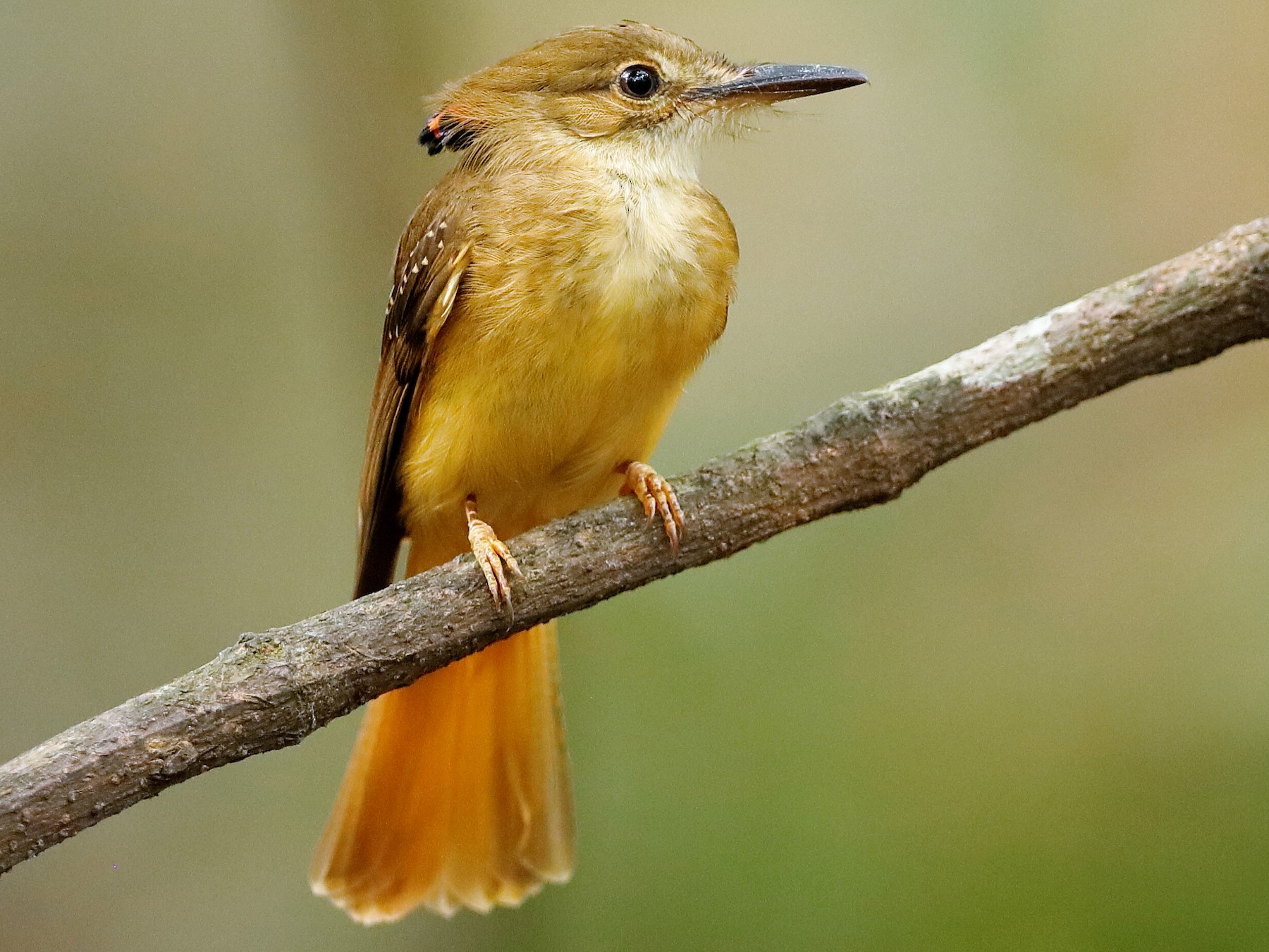 Northern Royal Flycatcher