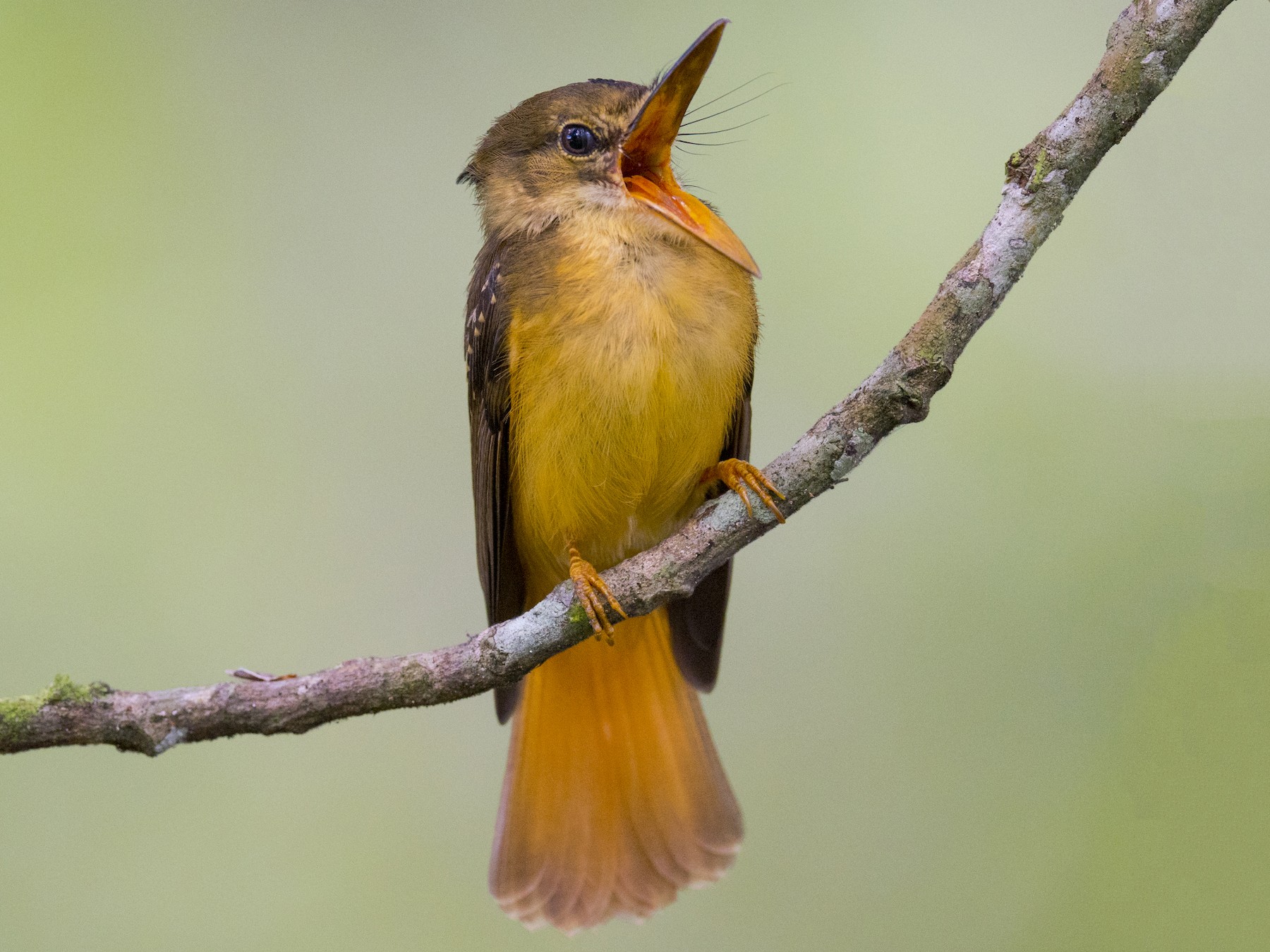 amazonian royal flycatcher