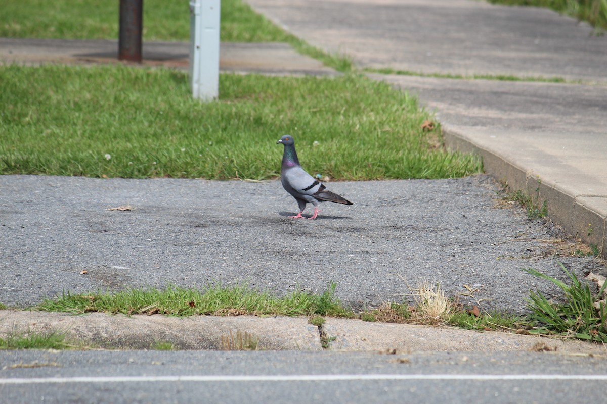 Rock Pigeon (Feral Pigeon) - ML240555911
