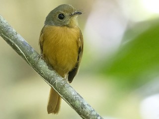Ruddy-tailed Flycatcher - eBird