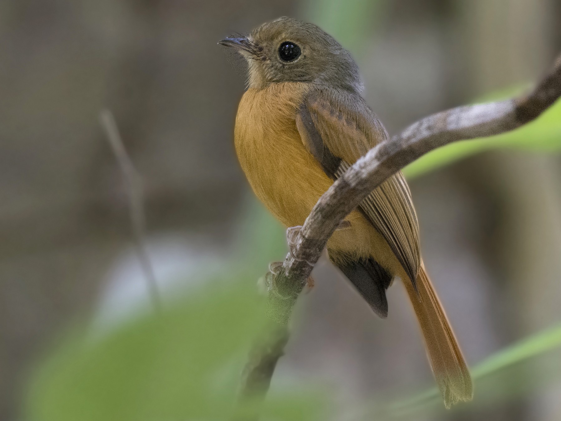Ruddy-tailed Flycatcher - Carlos Echeverría