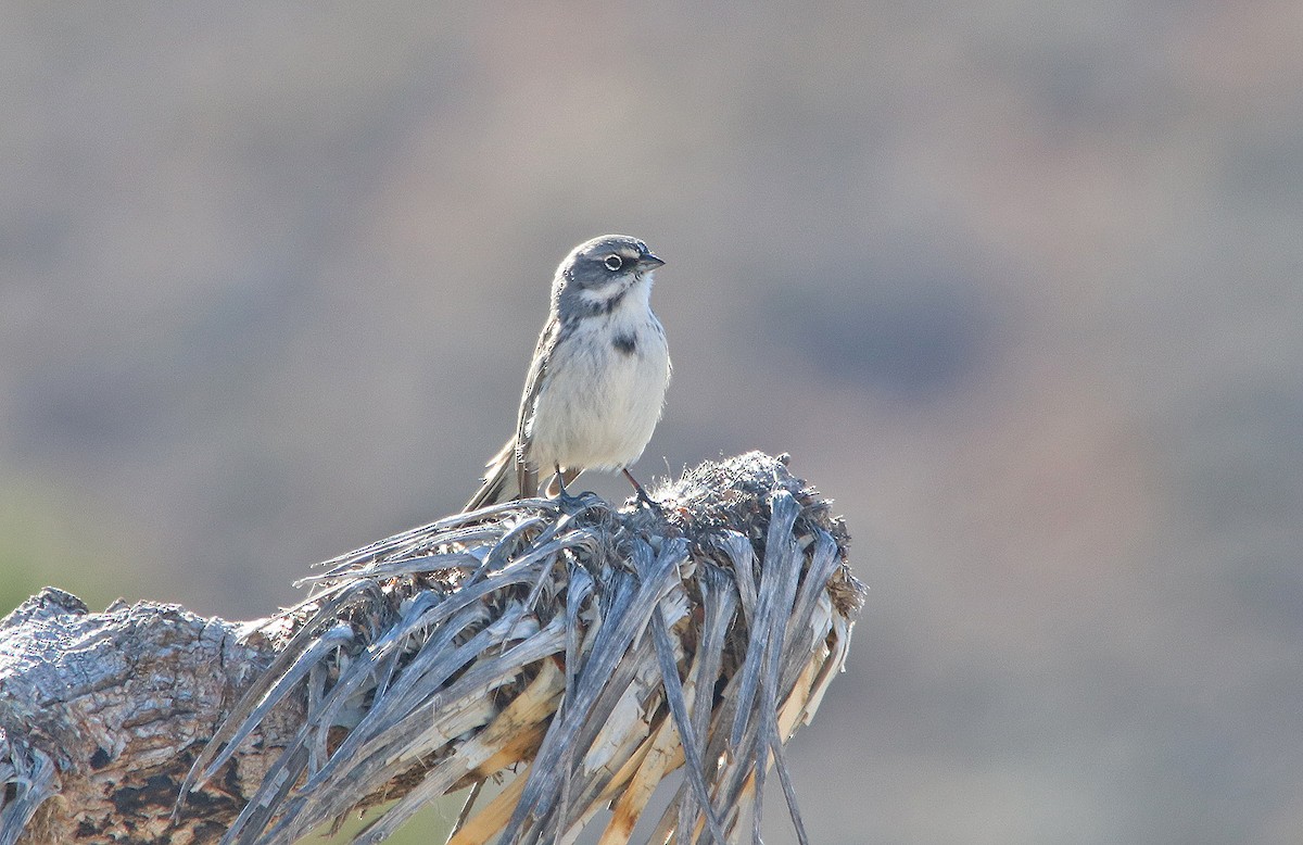 Bell's Sparrow (canescens) - ML240559221