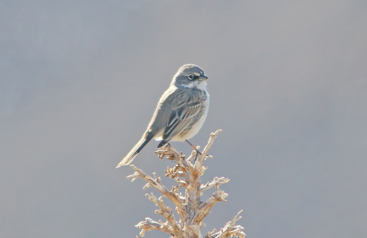 Bell's Sparrow (canescens) - ML240559271