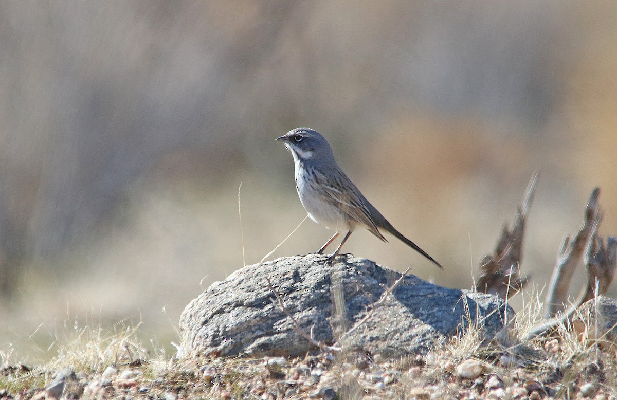 Bell's Sparrow (canescens) - ML240559281