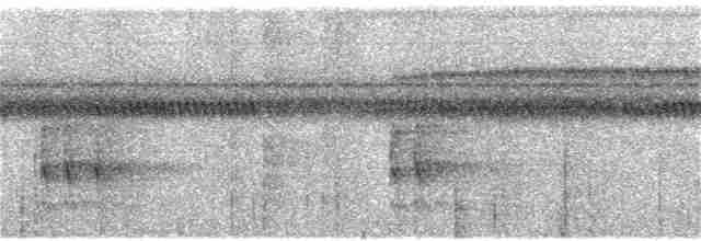 Kara Karınlı Sincap Guguğu - ML240561471