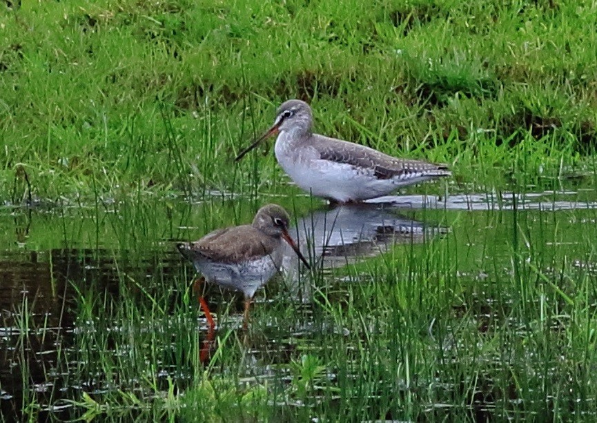 Spotted Redshank - ML24056441