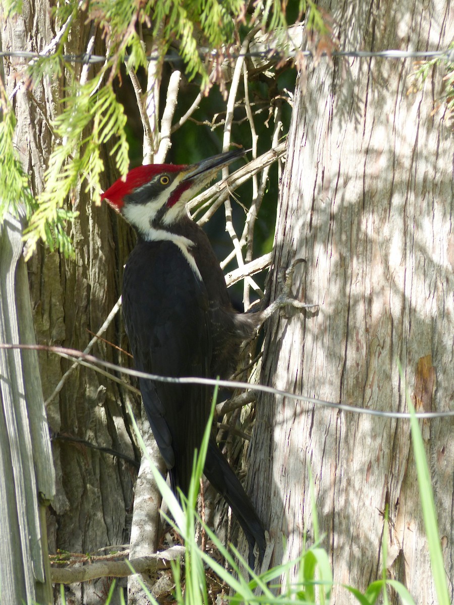 Pileated Woodpecker - ML240568981