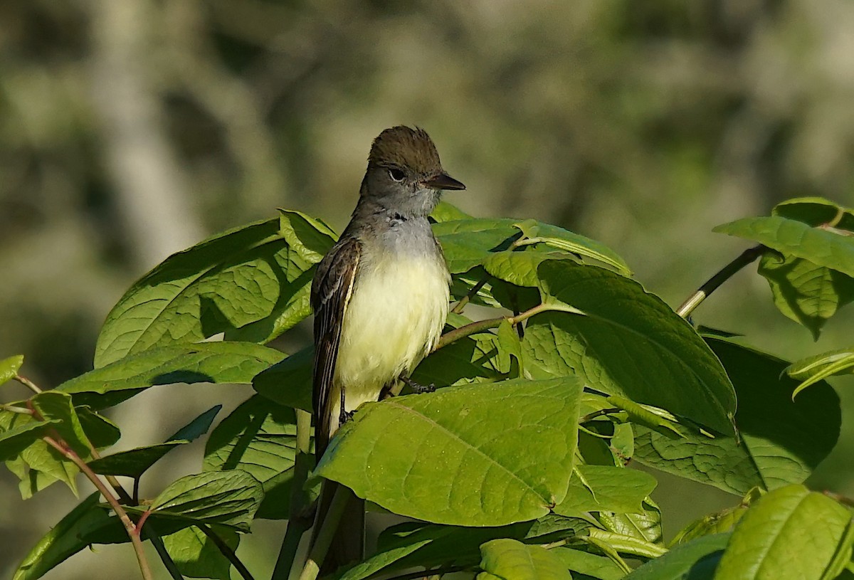eBird Checklist 2 Jun 2020 Falmouth Town Forest 30 species