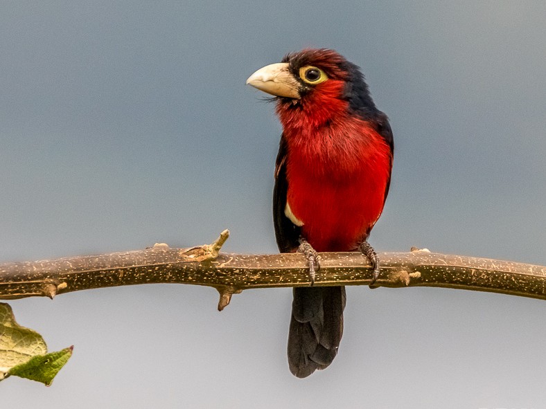 Double-toothed Barbet - Honza Grünwald