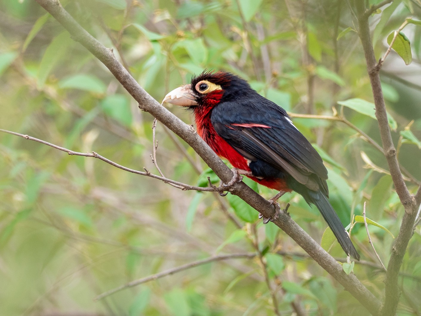 Double-toothed Barbet - Forest Jarvis