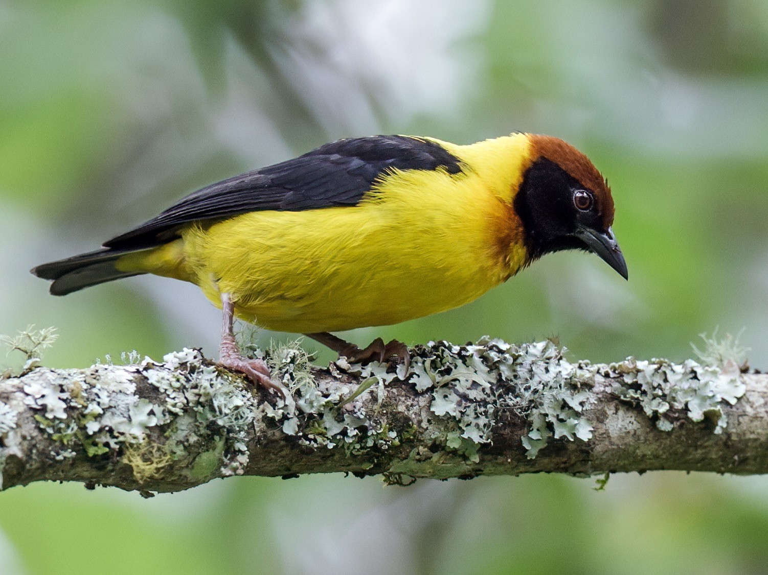 Brown-capped Weaver - Nick Athanas