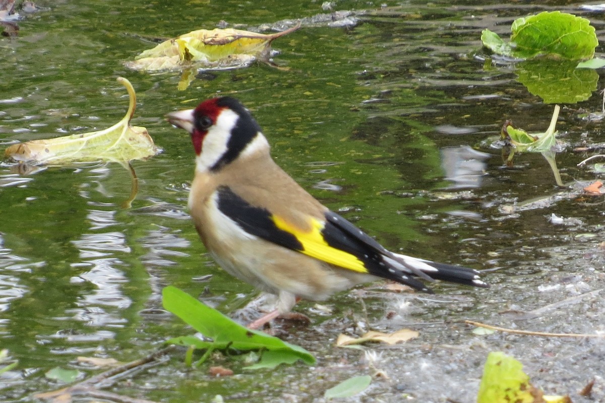 European Goldfinch - Anonymous