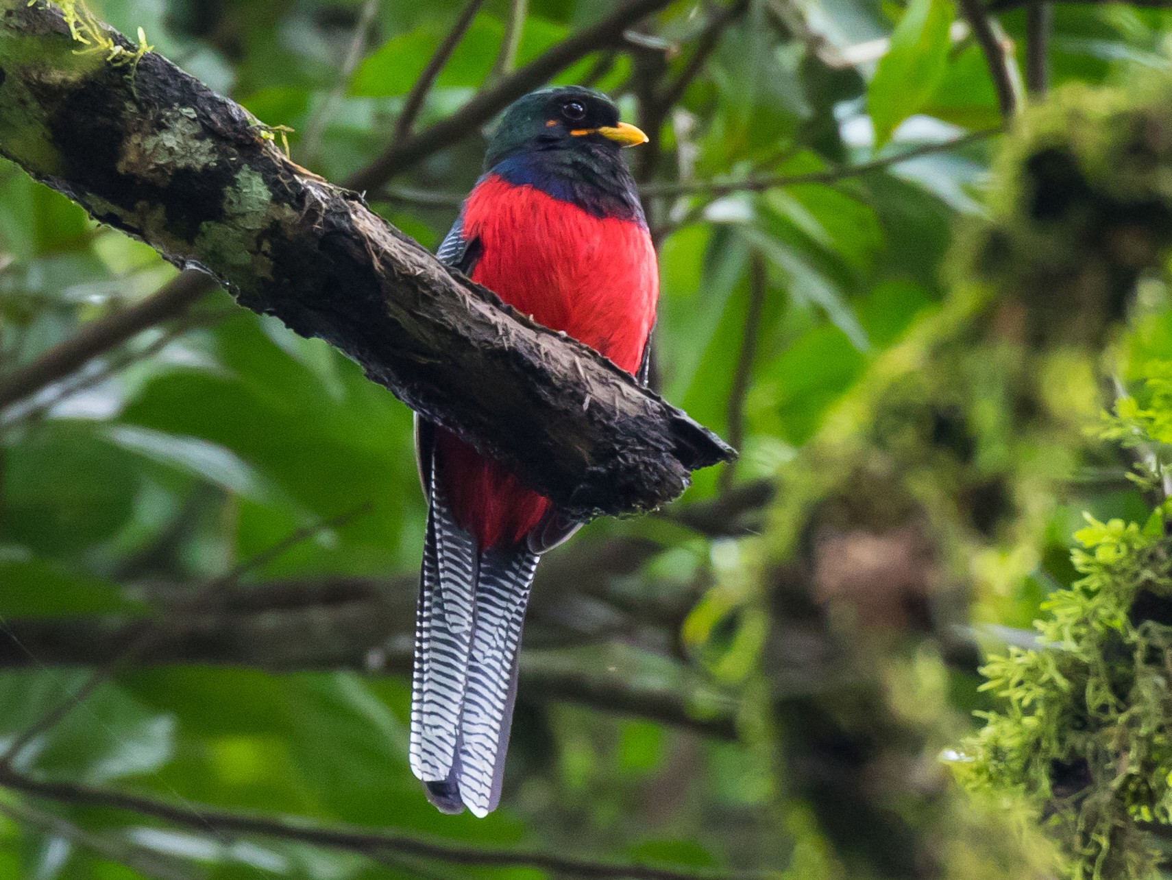 Bar-tailed Trogon - Manuel Fernandez-Bermejo