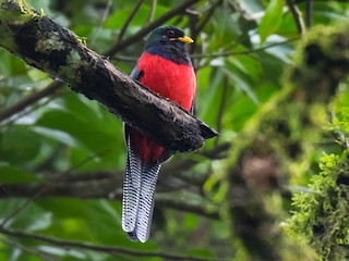 シマオアフリカキヌバネドリ - eBird