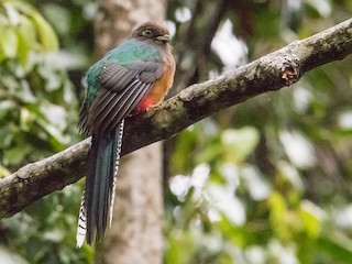 シマオアフリカキヌバネドリ - eBird