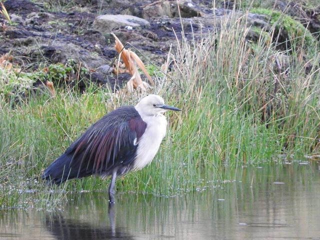 Pacific Heron - Birdline Australia