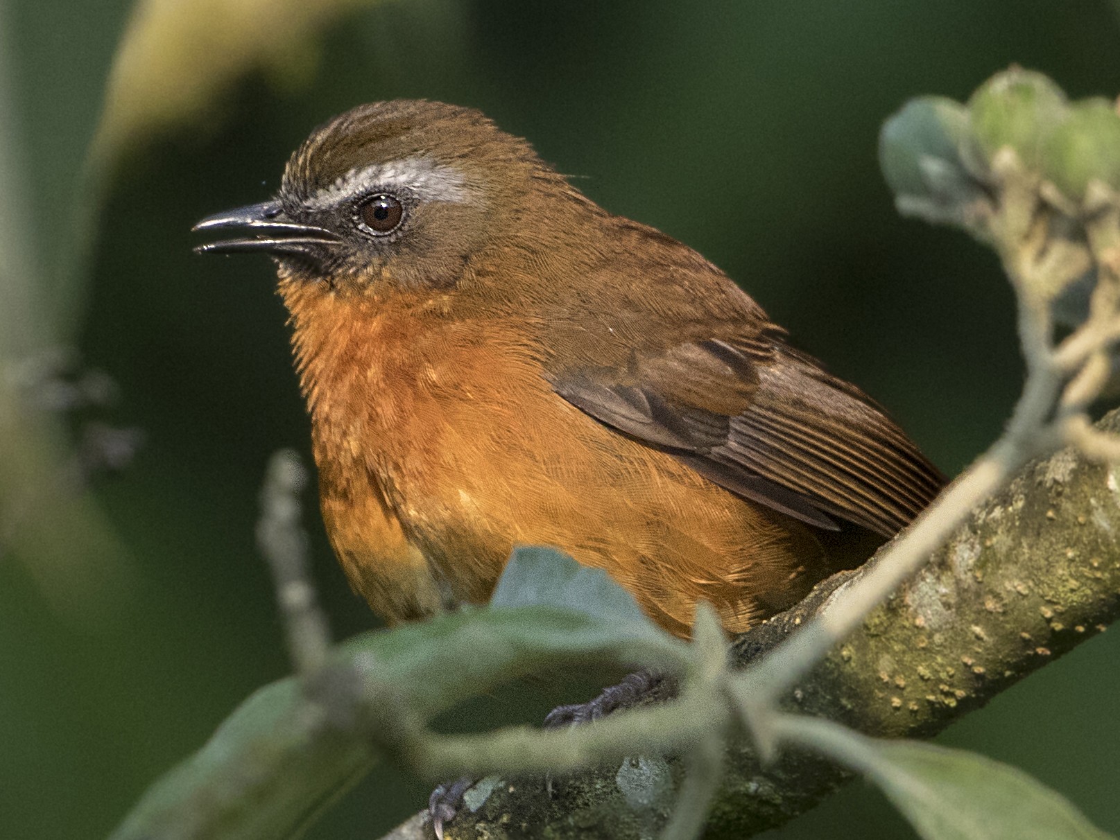 Archer's Robin-Chat - eBird