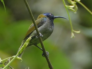  - Blue-headed Sunbird