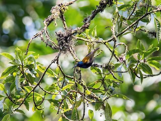  - Blue-headed Sunbird