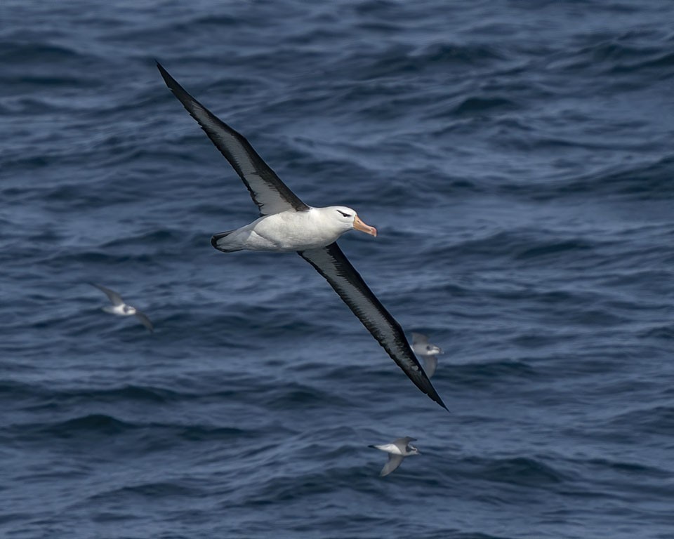 Black-browed Albatross - Mick Greene