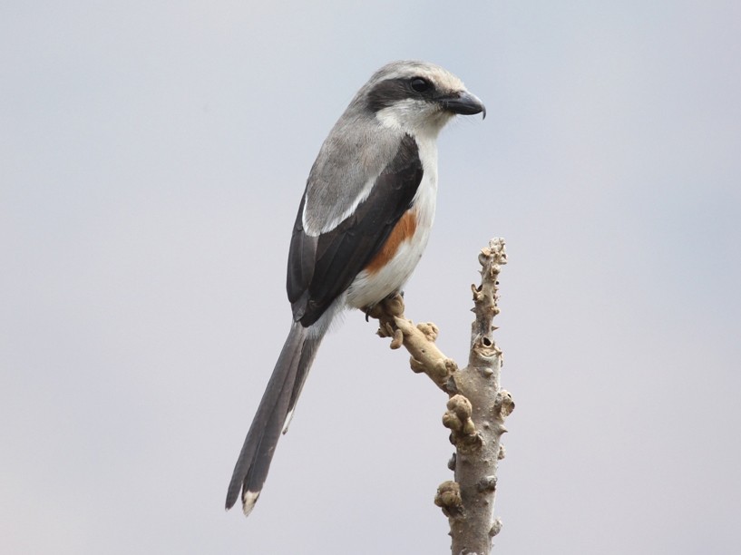 Mackinnon's Shrike eBird