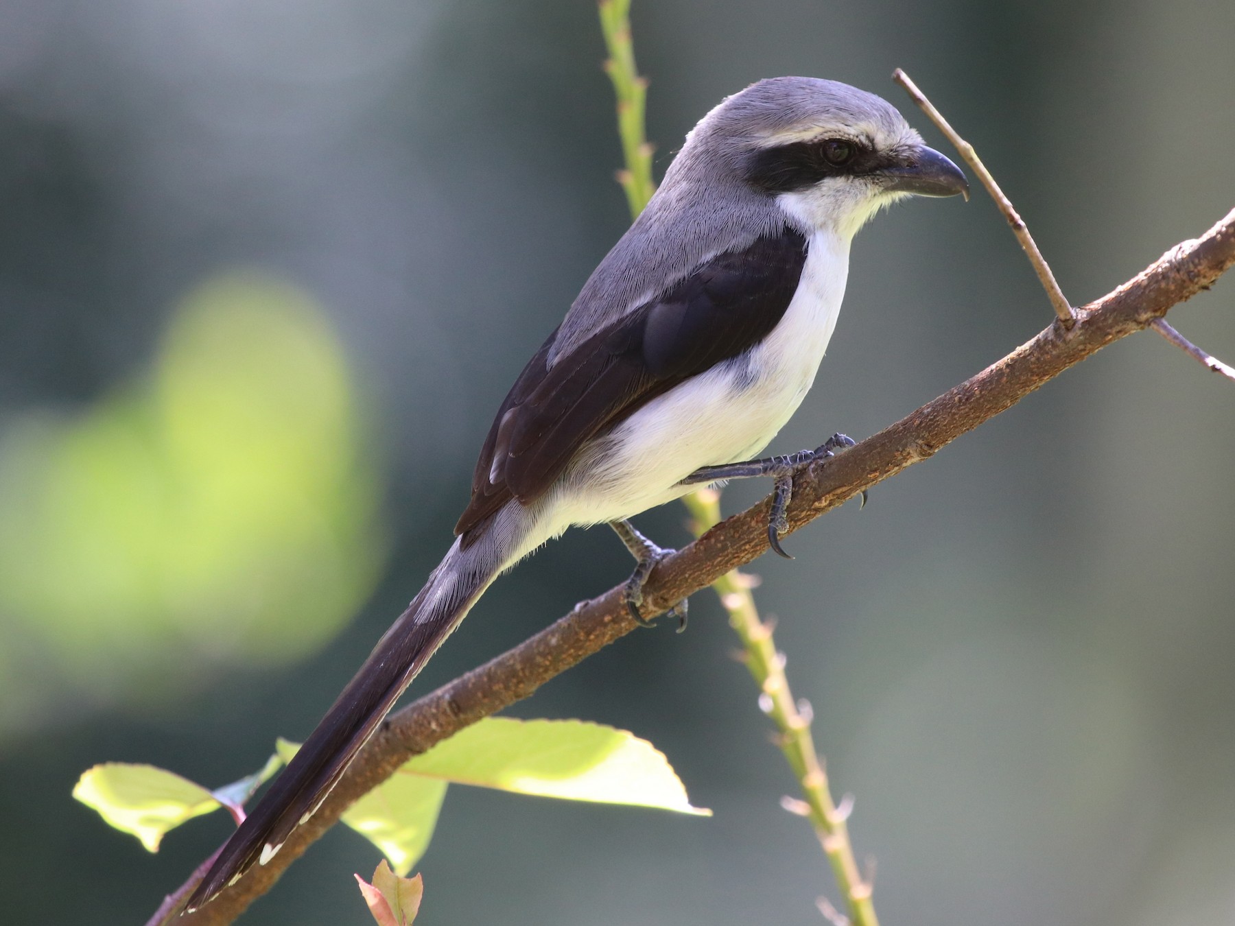 Mackinnon's Shrike eBird