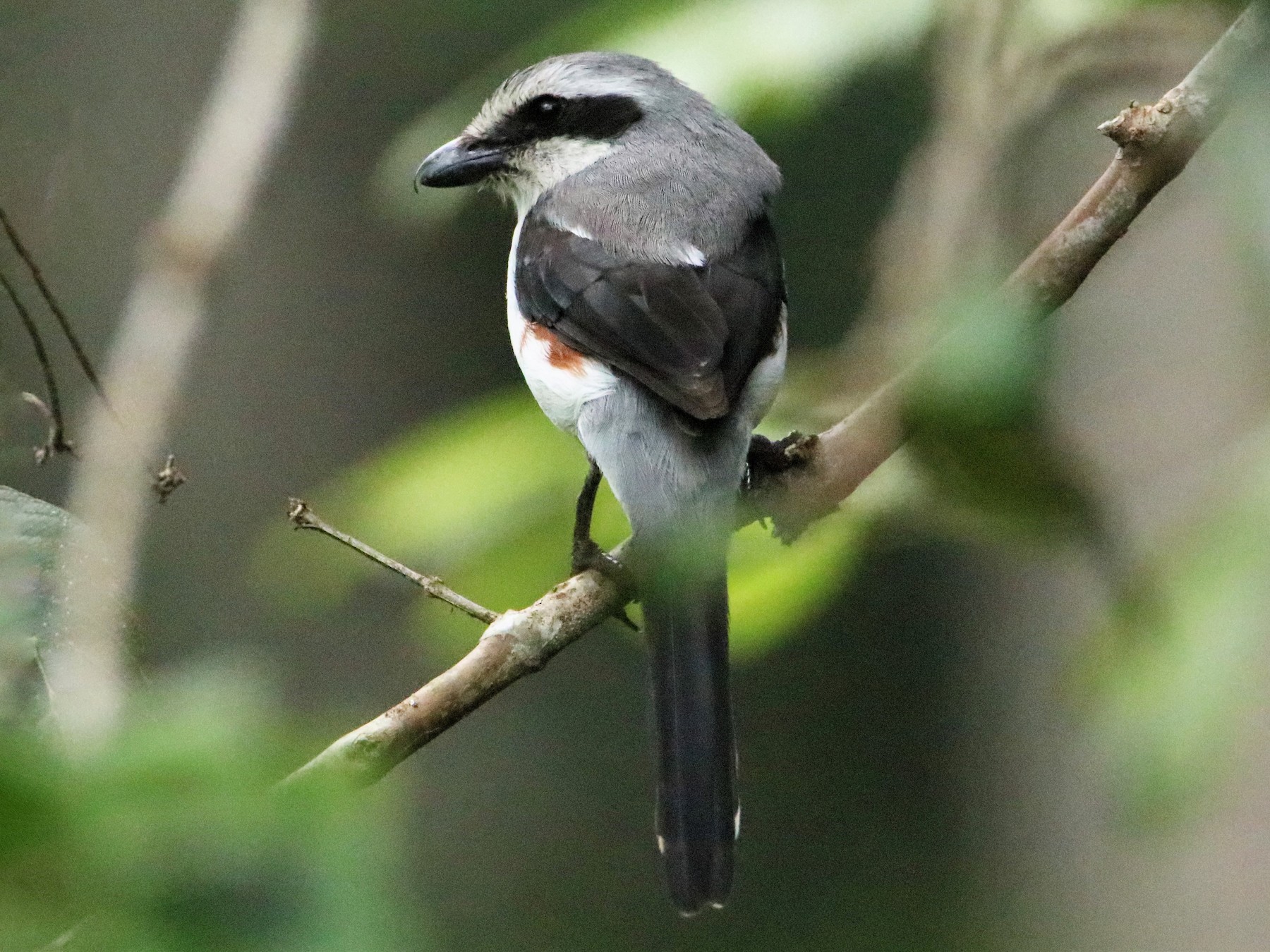 Mackinnon's Shrike eBird