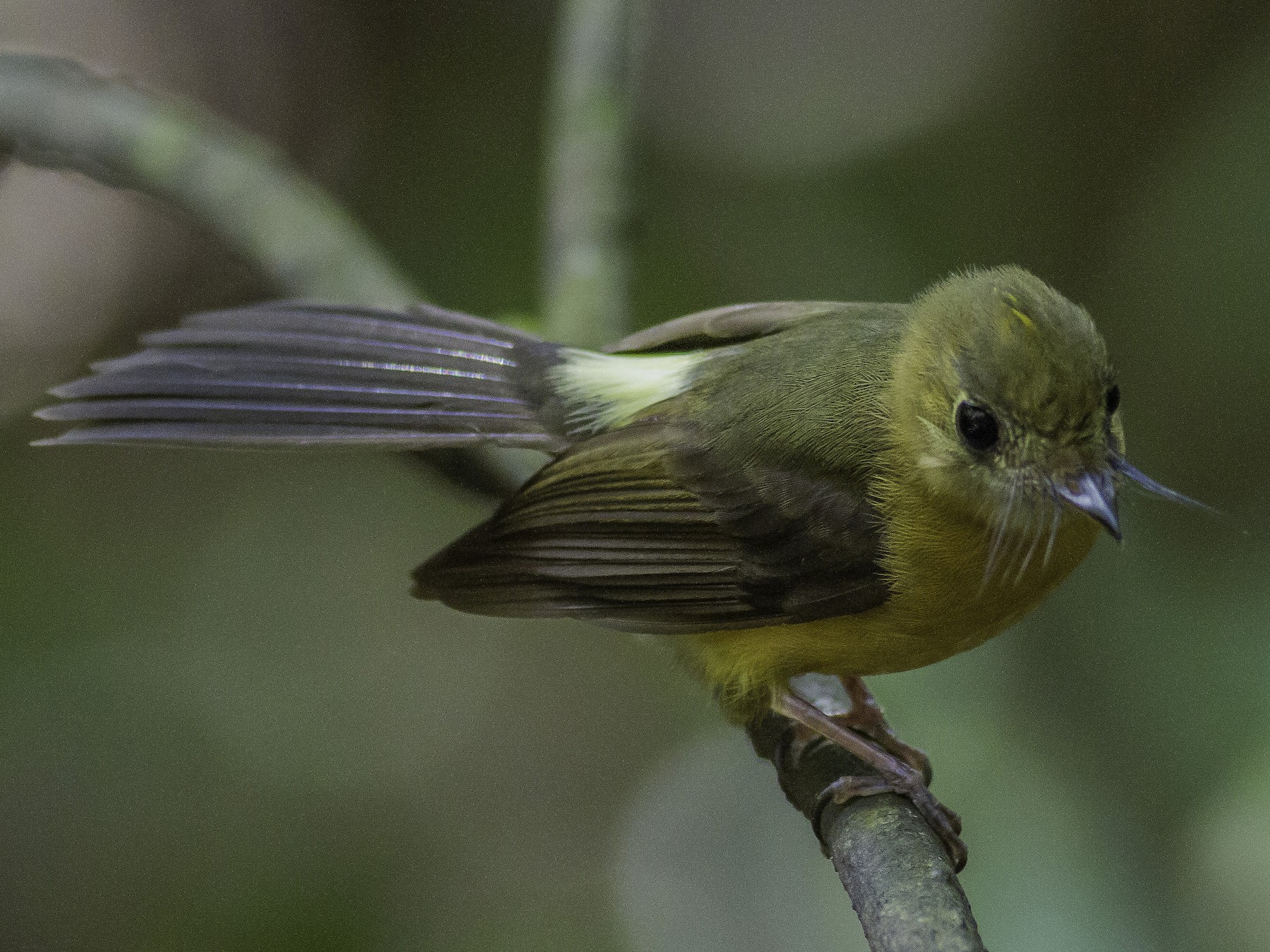 Sulphur-rumped Flycatcher - eBird