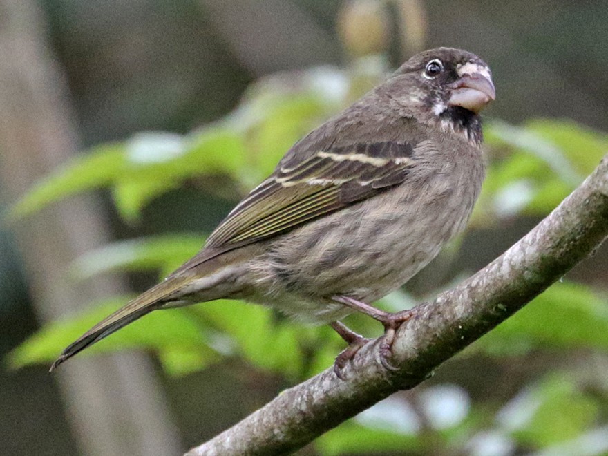 Thick-billed Seedeater - Charley Hesse TROPICAL BIRDING