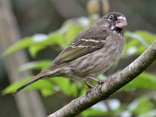  - Thick-billed Seedeater