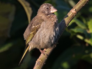  - Thick-billed Seedeater