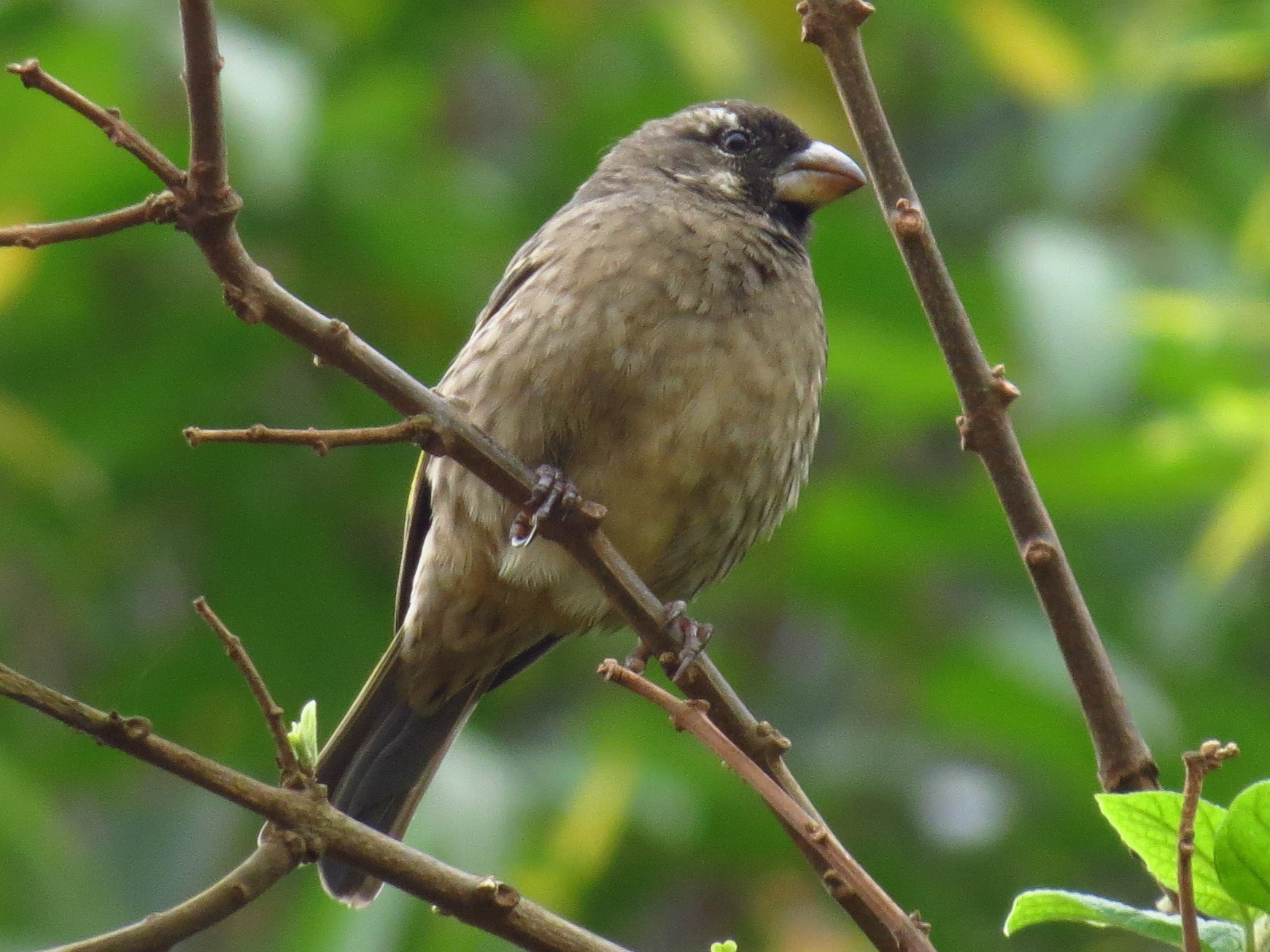Thick-billed Seedeater - Rei Segali