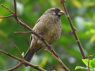  - Thick-billed Seedeater