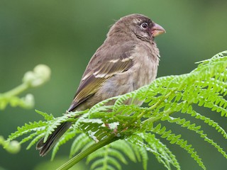  - Thick-billed Seedeater