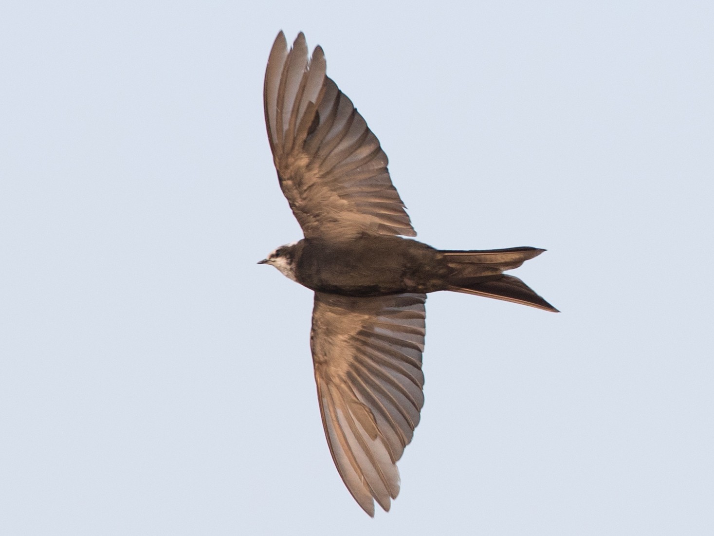 White-headed Saw-wing - eBird